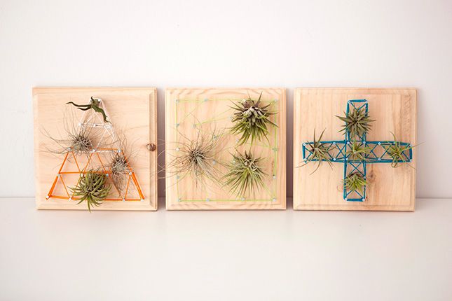 Air plants string art