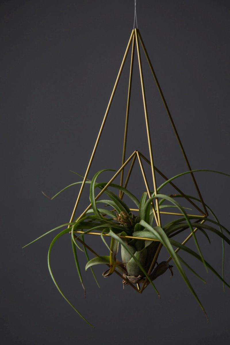 Brass diamond raindrop air plant