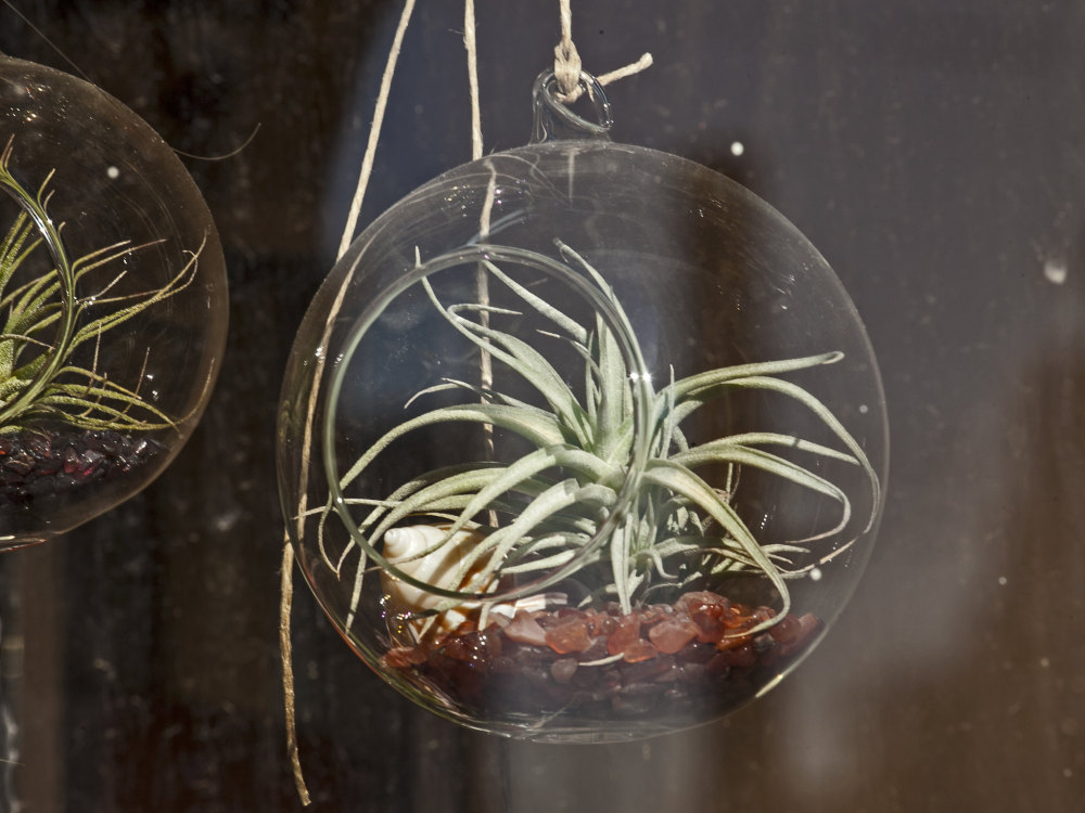 Terrarium For Air Plants&nbsp;