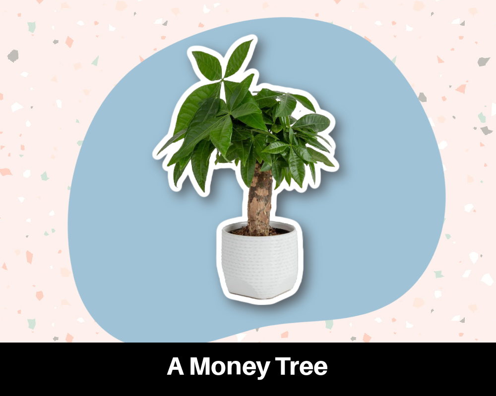 A Money Tree